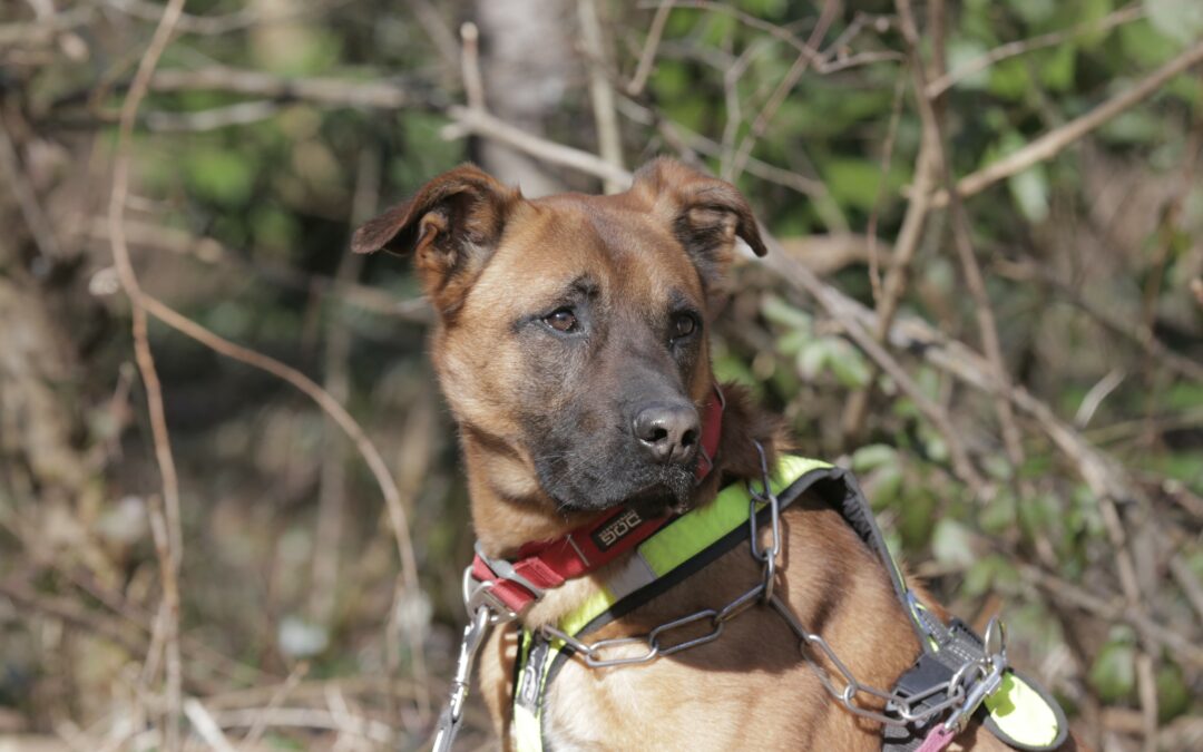 Kaisen – Adopté en Mars 2026