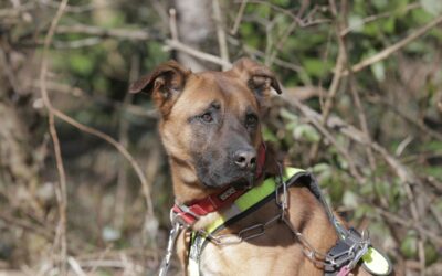 Kaisen – Adopté en Mars 2026