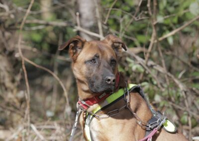 Kaisen – Adopté en Mars 2026