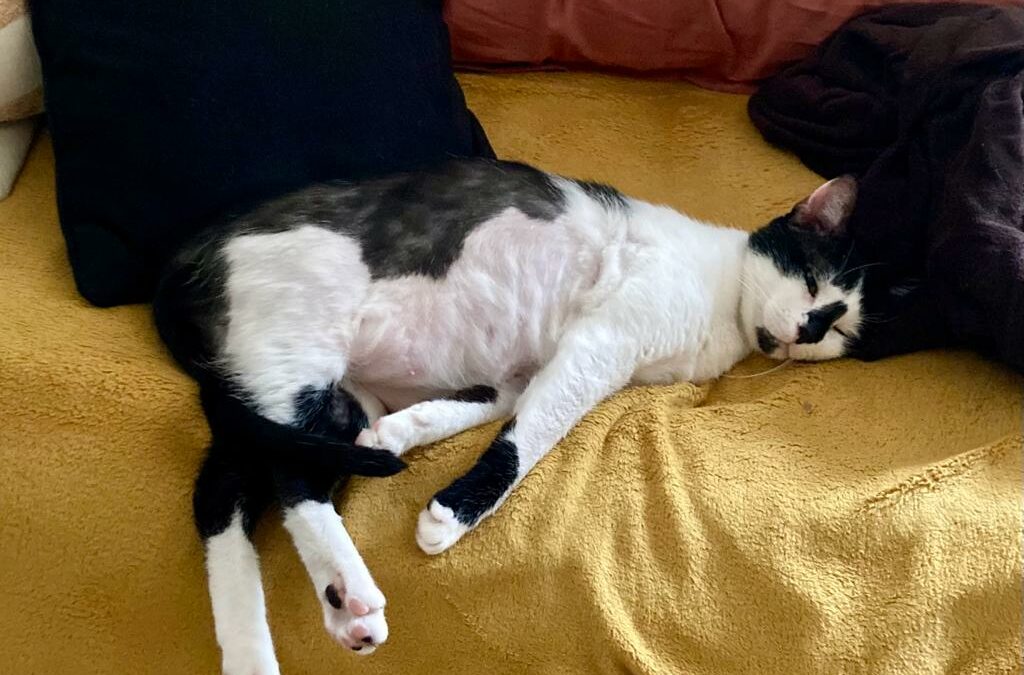 Orven (FIV+) – Visible en famille d’accueil