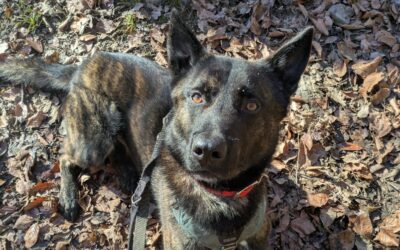 Nelson – Adopté en Mai 2025