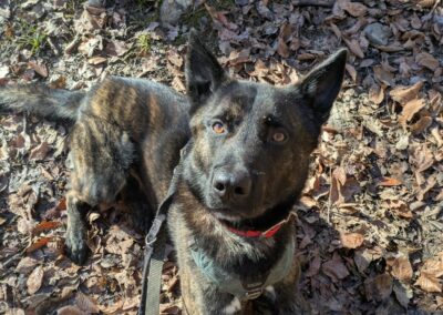 Nelson – Adopté en Mai 2025