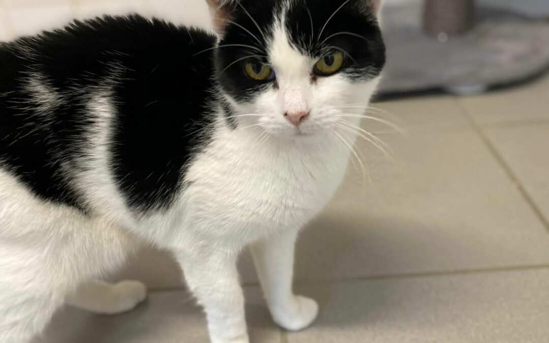 Jessie – Adopté en Janvier 2024