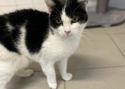 Jessie – Adopté en Janvier 2024