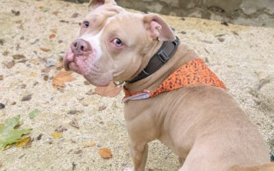 Ghost – Dossier en cours