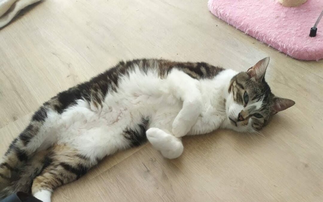 Tortank – Visible en famille d’accueil