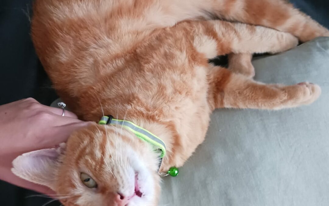 Garfield (FIV+) – Adopté en Janvier 25