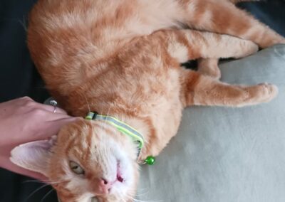 Garfield (FIV+) – Adopté en Janvier 25