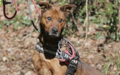 Naya – Adoptée en Avril 2025