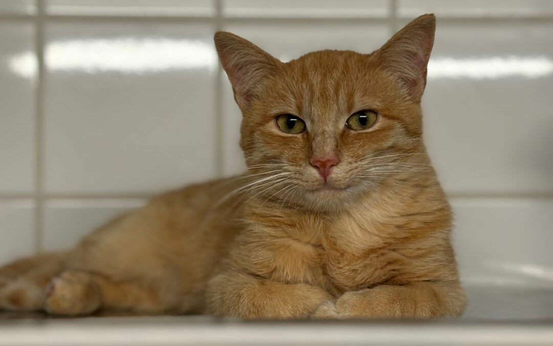 Sunny – Adopté en Décembre 2024