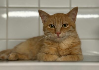 Sunny – Adopté en Décembre 2024