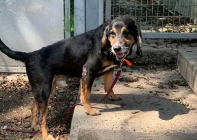 Junior – Adopté en Janvier 2025