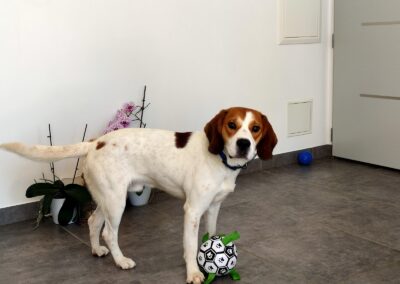 Milou – Adopté en Décembre 2024