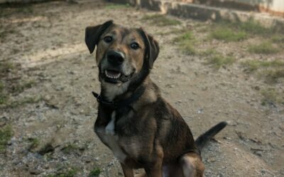 Milo – Dossier en cours