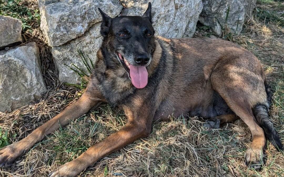 Lola – Adopté en Novembre 2024