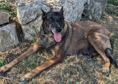 Lola – Adopté en Novembre 2024