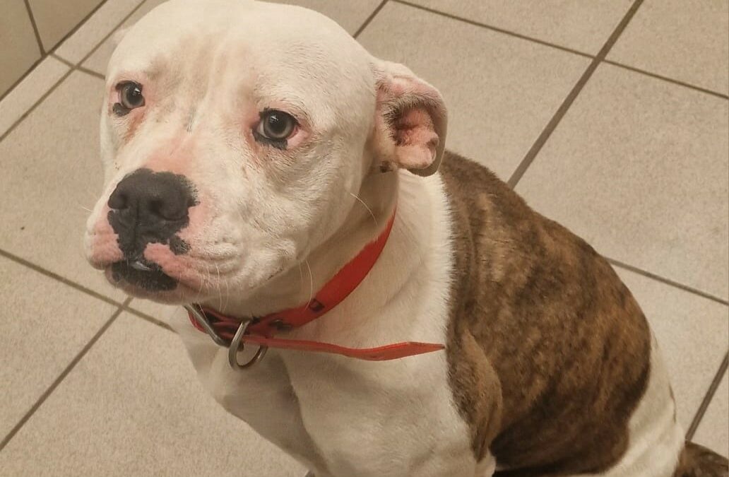 Stella – Adopté en Novembre 2024