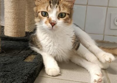 Bisha – Adoptée en Octobre 2024