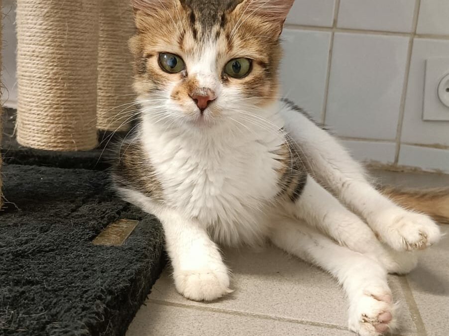 Bisha – Adoptée en Octobre 2024