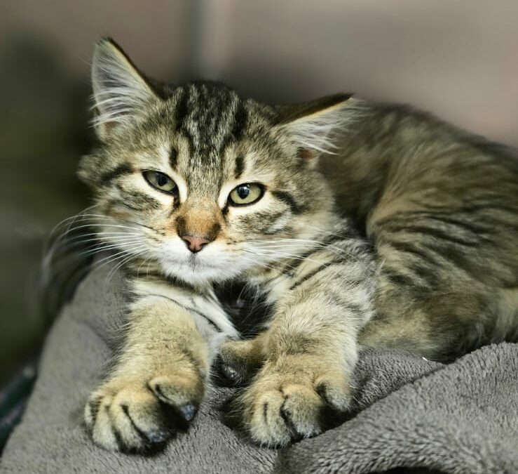 Willow – Adopté en Novembre 2024