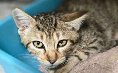 Waffle – Adopté en Janvier 2025
