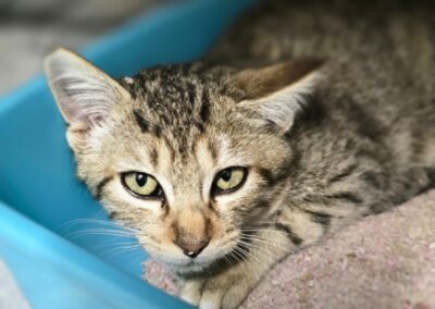 Waffle – Adopté en Janvier 2025