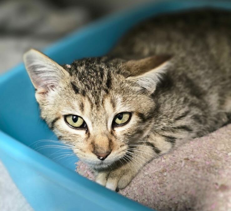 Waffle – Adopté en Janvier 2025
