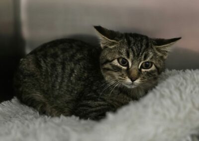 Goose – Adopté en Novembre 2024