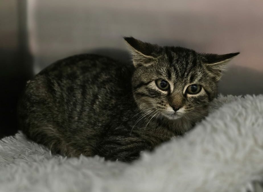 Goose – Adopté en Novembre 2024