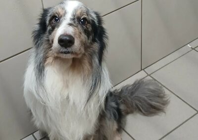Bingo – Adopté en Janvier 2025