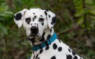 Soccer – Adopté en Novembre 2025