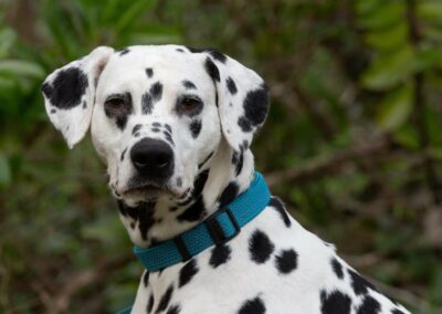 Soccer – Adopté en Novembre 2025