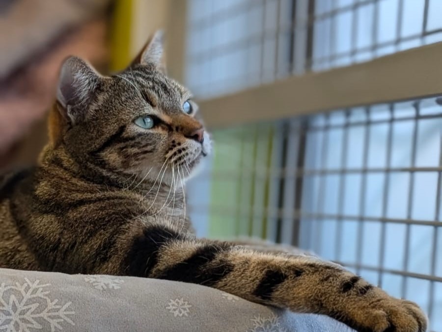 Napi – Visible en famille d’accueil