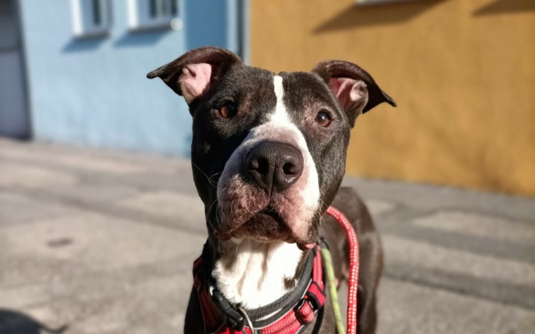 Paco