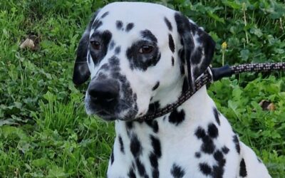 Toji – Adopté en Novembre 2025