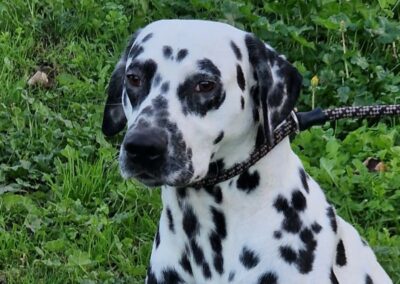 Toji – Adopté en Novembre 2025