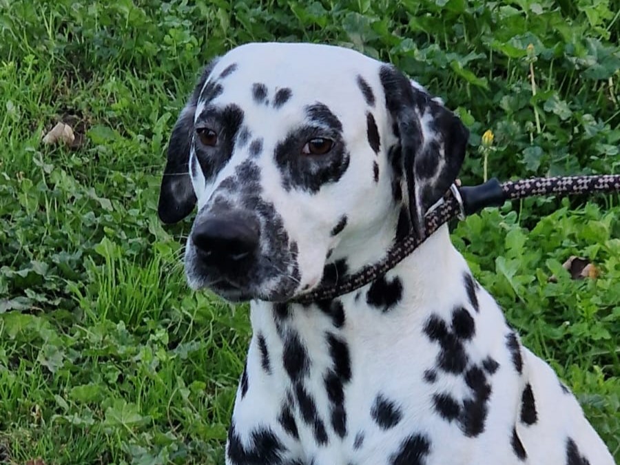 Toji – Adopté en Novembre 2025