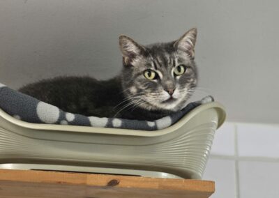 Goldy – Adoptée en Décembre 2024