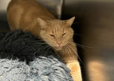 Ziggy – Adopté en Novembre 2024