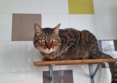 Jack – Adopté en Janvier 2025