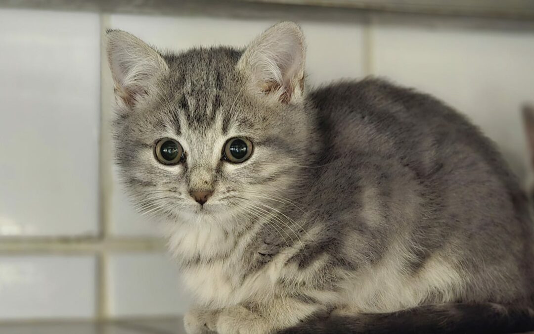 Patsy – Adoptée en Décembre 2024