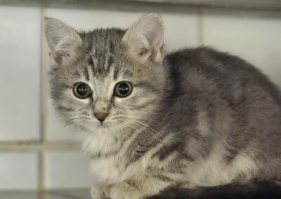 Patsy – Adoptée en Décembre 2024