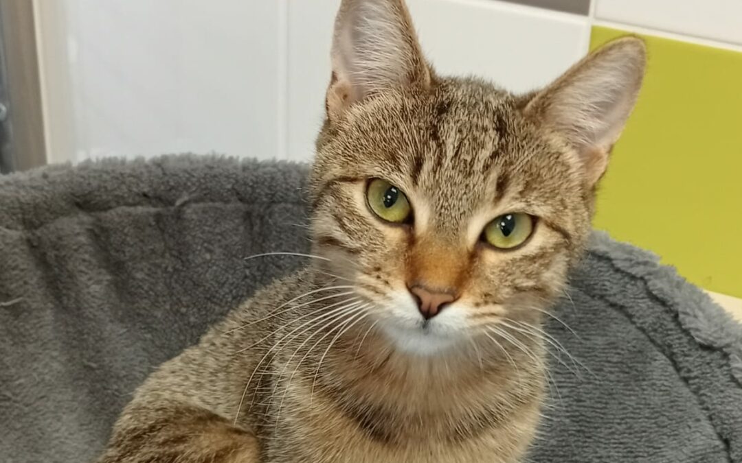 Frida – Adopté en Novembre 2025