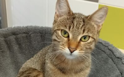 Frida – Adopté en Novembre 2024
