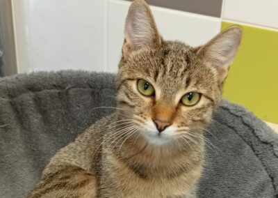 Frida – Adopté en Novembre 2025