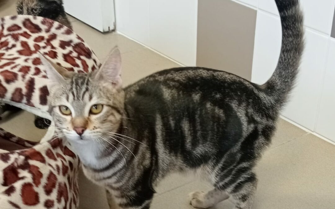 Willa – Adopté en Janvier 2025