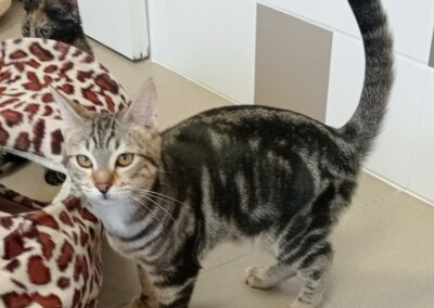 Willa – Adopté en Janvier 2025