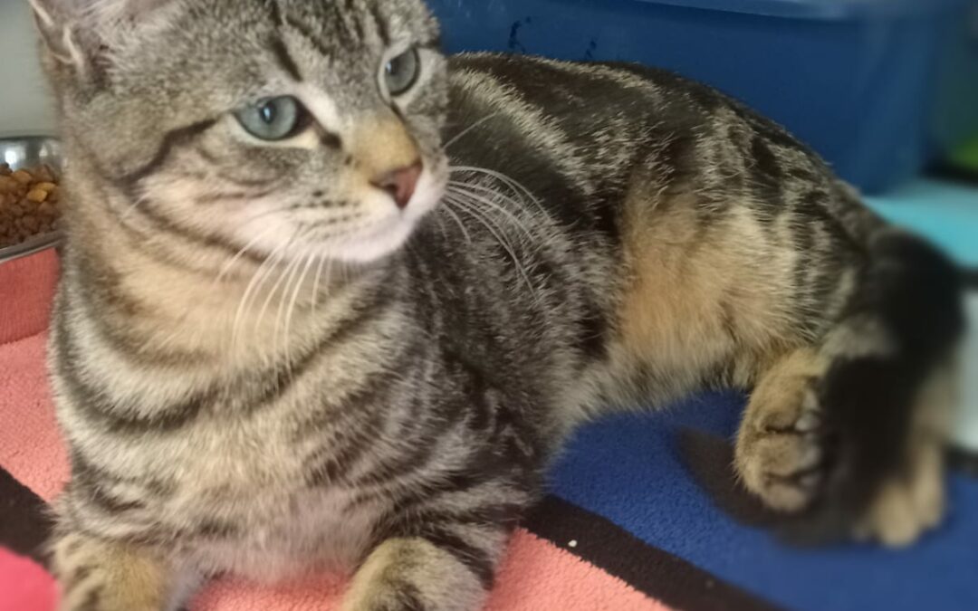 Charly – Adopté en Décembre 2024