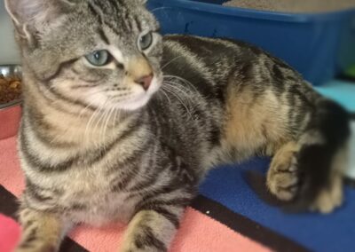 Charly – Adopté en Décembre 2024