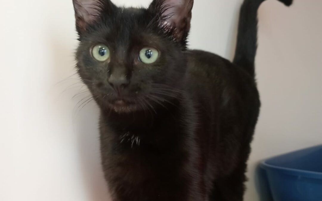 Rusty – Adopté en Décembre 2024